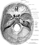 The base of the skull viewed from above. Three Fossae are recognized -the Anterior, Middle, and Posterior Fossae of the Skull.