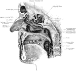 The nasal cavity with openings of accessory sinuses. The sagittal section has been made a little to the right of the nasal septum sphenoidal and frontal septum. Portions have been removed from the turbinated bones in order to exhibit the orifices of the accessory cavities. The tongue has been almost completely removed to show the tonsils.