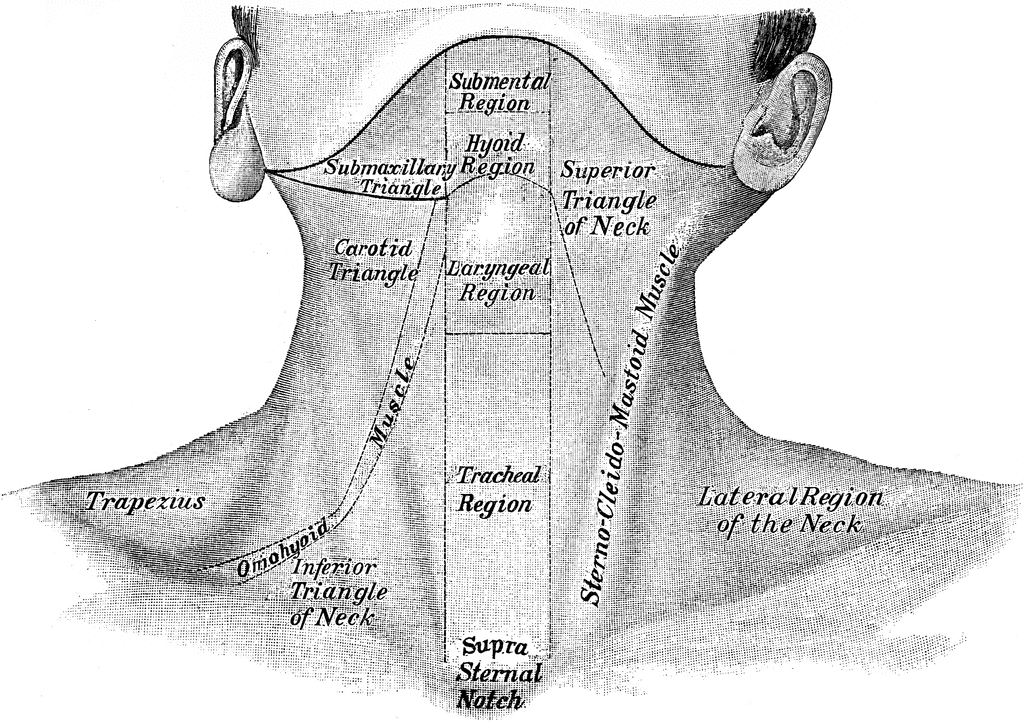 Front View of Neck