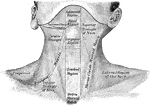 The region of the neck, from in front.