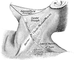 The region of the neck, from the side.