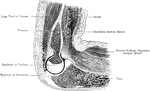 A sagittal section through the left elbow joint of a child. View from the inner side.