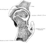 A frontal section through the left hip joint of a boy. Front view.