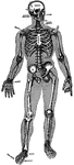 The human skeleton.