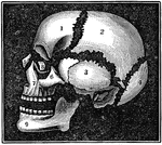 A diagram of the bones of the head. Label: 1, frontal lobe; 2, parietal bone; 3, temporal bone; 4, occipital bone; 5, nasal bone; 6, malar bone; 7, upper jaw; 8, os unguis; 9, lower jaw.