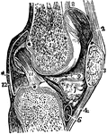 A vertical section of the knee joint. Labels: femur; 3, patella; 2, 4, ligaments of the patella; 5, tibia; 6, cartilage of the tibia; 12, cartilage of the membrane.
