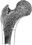 The longitudinal section of the extremity of the femur, exhibiting the arrangement of the spongy substance. Labels: 1, 2 Positions in which the compact substance appears to resolve itself into a series of arches.