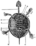 A skeleton of a tortoise The ribs of which are expanded, forming the dorsal part of its shell. Labels: 1, cervical; 2, dorsal; 3, lumbar vertebra; 4, scapula; 5, clavicle; 6, coracoid bone; 13, humerus; 14, ulna; 15, radius, 16, carpus. 17, phalanges (fingers); 7, femur; 8, tibia; 9, fibula; 10, tarsus. 11, metatarsus, 12, phalanges (toes).
