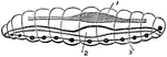 A diagram of an annulosa showing its external skeleton made up of segments or rings arranged along a longitudinal line, and consisting mostly of hardened skin. Labels: 1, vascular system,; 2, digestive organs; 3, ganglia.