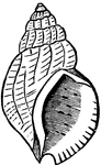 A species of snail with a round mouth (1).
