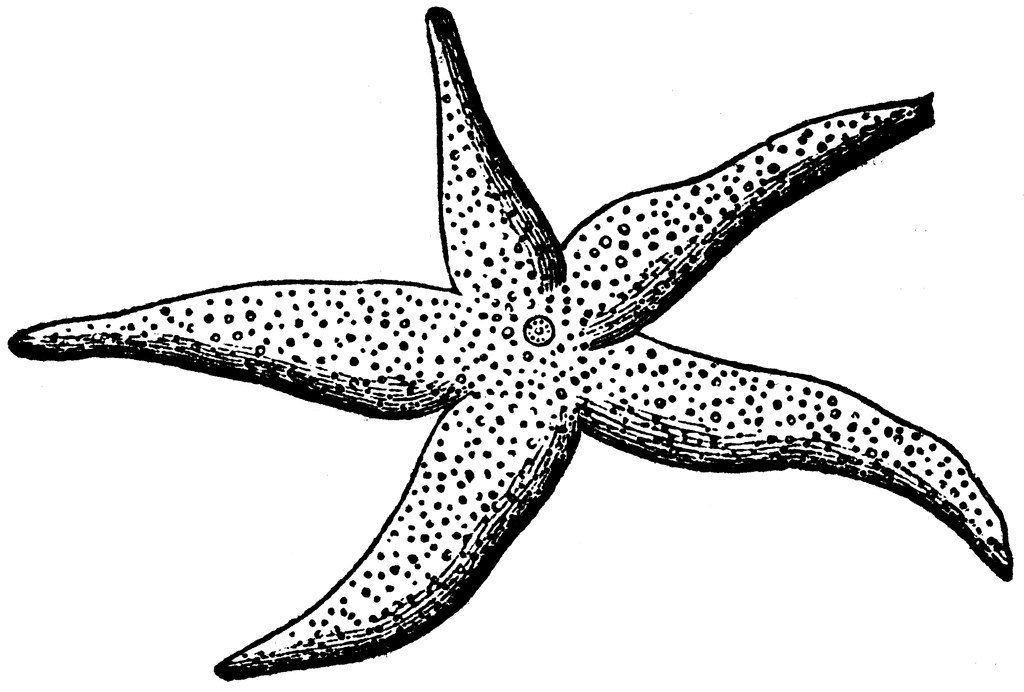 Doodle Sketch Starfish  stock vector 3663691  Crushpixel