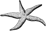 A diagram of a radiata (the starfish) whose organization is much less complete than that of most other animals. Label: 1, mouth.
