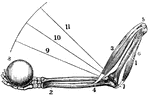 Diagram of the muscles of the arm in action. Labels: 1, humerus; 2, ulna, 3, biceps muscle; 4, attachment to the humerus; 6, triceps muscle; 7, tendon; 8, a ball to be moved. 9, 10, 11, direction the ulna moves when the biceps muscle contracts. When the triceps muscle contracts, the forearm extends.