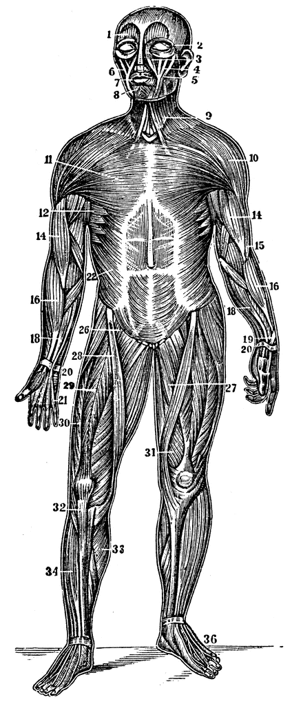 Front View of the Superficial Muscles of the Body | ClipArt ETC