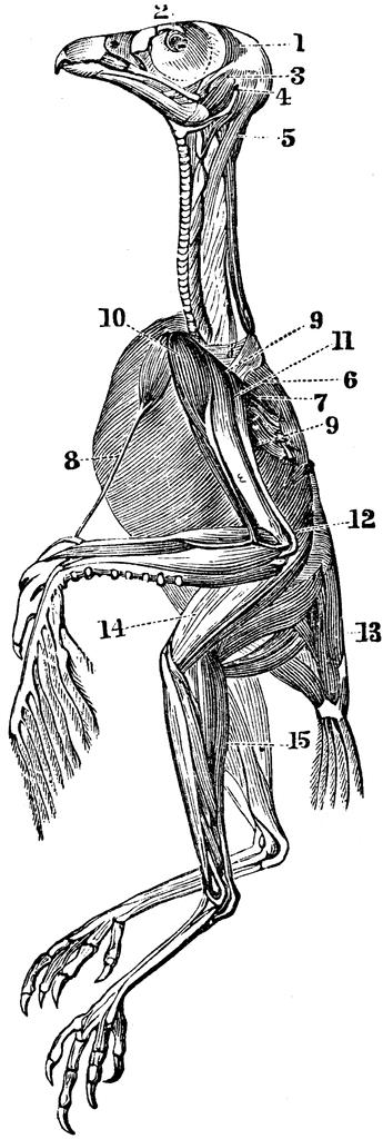The Superficial Muscles of a Hawk | ClipArt ETC