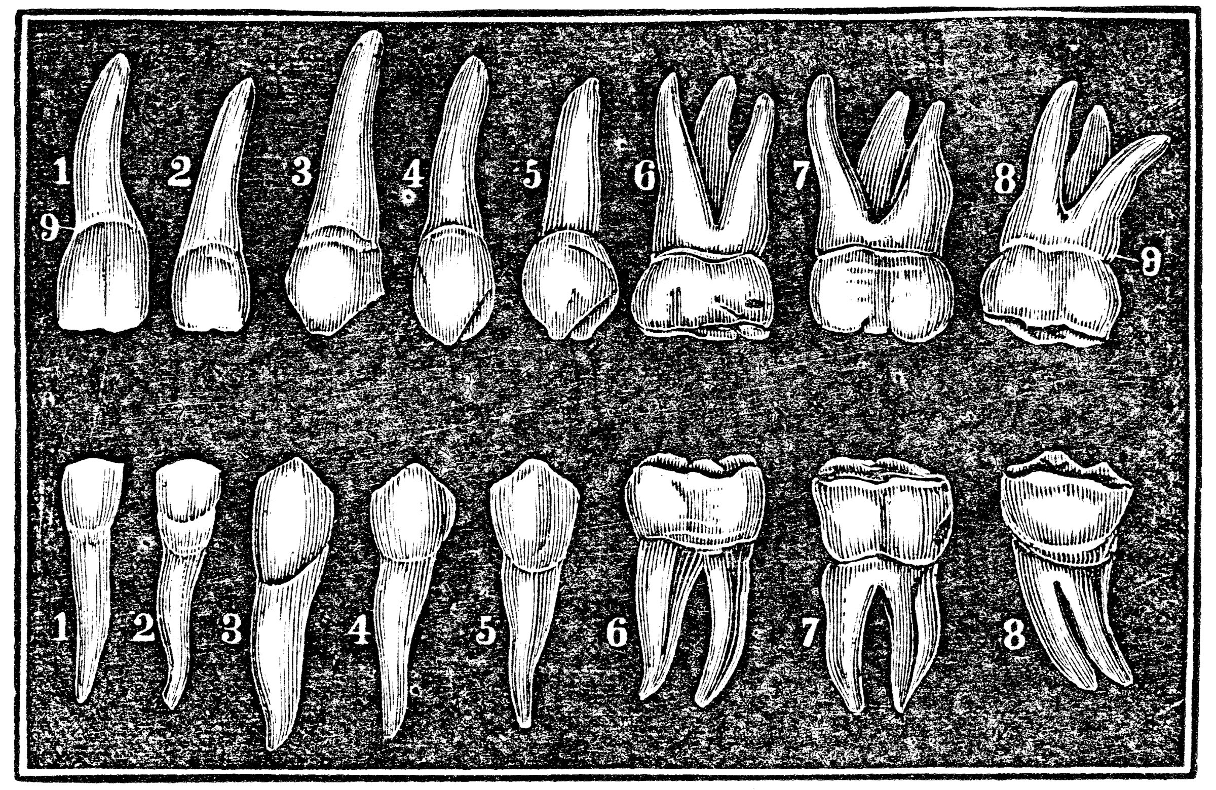 The Adult Teeth | ClipArt ETC