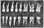 The adult teeth. Labels: 1, 2, The cutting teeth (incisors). 3, Eyetooth (cuspid). 4,5, Small grinders (bicuspids). 6, 7, 8, Grinders (molars). 9, 9, Neck of the tooth.