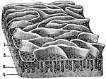 The mucous membrane from the jejunum. Labels: 1, Villi (folds of lining mucous membrane) in miniature. 2, Tubular glands: their orifices. 3, Opening on the free surface of the mucous membrane. 4, Fibrous tissue.