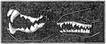 The image on the left are the teeth of a carnivora or flesh-eating animal. The teeth on the right belong t a insectivora or insect-eating animal. Notice the projecting jaw, the wide mouth, and sharp teeth of the carnivore animal in contrast with the elongated, tapering muzzle and cone-pointed molars of the insectivorous animal.