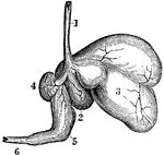 Ruminants (those animals that chew the cud), as the sheep, have a stomach with four cavities. Labels: 1, esophagus; 2, rumen; 3, reticulum; 4, omasum; 5, abomasum or rennet; 6, intestine.