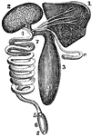 In some species of fish the small intestine is in two to eight coils. The large intestines are short and straight, and the termination of the rectum opens into a cavity called the Cloaca. Labels: 1, Liver, 2, 3, Caecas or pouches connecting with small intestines. 4, 5, Small intestine, coiled. 6, Large intestine. 7, Biliary duct.