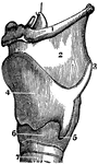 A side view of the cartilages of the larynx. Labels: *, The front side of the thyroid cartilage. 1, The os hyoides (bone at the base of the tongue). 2, The ligament that connects the hyoid bone and thyroid cartilage. 3, 4, 5, The thyroid cartilage. 6, The cricoid cartilage. 7, The trachea.