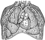 The lungs. Labels: 3, The lobes of the right lung. 4, The lobes of the left lung. 5, 6, 7, The heart. 9, 10, 11, The large blood-vessels. 12, The trachea. 15, The diaphragm.