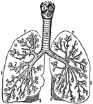 This human anatomy ClipArt gallery offers 76 illustrations of the human lower respiratory system, including organs involved in respiration. The human lower respiratory tract includes the trachea, bronchi, lungs, and diaphragm.