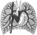 A diagram of pulmonary circulation. Labels: 1, Descending vena cava. 2, Ascending cava vein. 3, Chamber of right side of heart. 4, Chamber of left side of heart. 5, Aorta. 6, Arch of aorta. 7, Pulmonary artery. 8, Its left branch. 9, Its right branch. 10, Right pulmonary vein. 11, Left pulmonary vein.