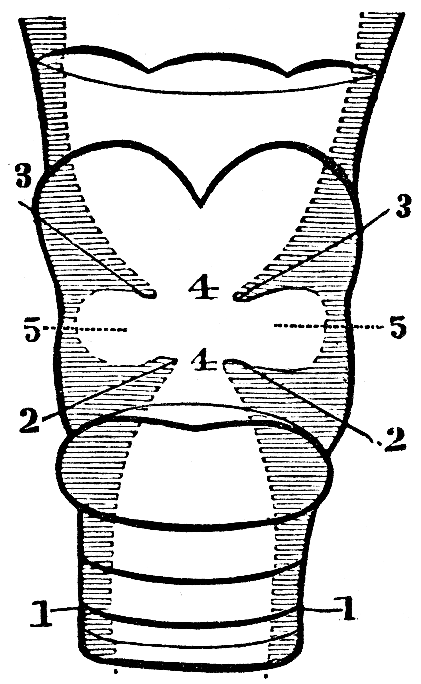 Section of the Larynx | ClipArt ETC