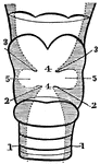 A section of the larynx. Labels: 1, The trachea. 2, The lower vocal cords. 3, The upper vocal cords. 4, Glottis. 5, The ventricles of the larynx.