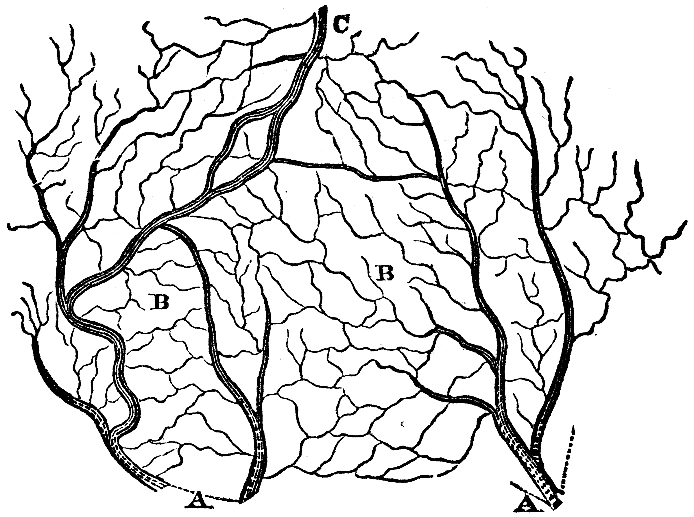 The Arteries and Veins of a Section of the Skin | ClipArt ETC
