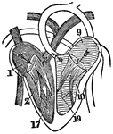 A diagram of the heart. Labels: 1, Right auricle. 2, Right ventricle. 9, Left auricle. 10, Left ventricle. 17, Tricuspid valves. 19, Mitral valves.