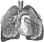The pulmonary artery. Labels: t, The trachea. h, The heart. a, The aorta. p, The pulmonary artery. 1, The branch of pulmonary artery that divides in the left lung. 2, The branch that divides in the right lung.