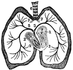 A diagram of the heart. Labels: 1. Left auricle. 2, Right auricle. 3, Left ventricle. 4, Right ventricle. 5, Right and left pulmonary veins. 6, Trachea.