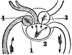 A diagram of the heart of a fish. Labels: 1, Pericardium. 2, The ventricle that receives the blood from the body. 3, The ventricle that sends the blood to the gills.