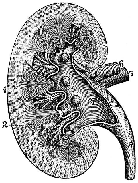 Update more than 74 pencil sketch of kidney - in.eteachers