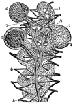 A diagram of the structure of the kidney. Labels: 1, Tubules or minute tubes. 2, Enlargement of a tubule at its extremity. 3, Branches of the real artery ending in vessels which enter the enlargements as seen at 4, 5. 6, Knot of blood-vessels freed from its investment. 7, Veins emerging from the knots. 8, Plexus formed by the latter veins among the tubules, from which plexus originate the branches of the renal vein.