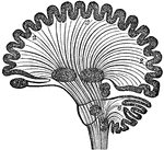 Diagram of human brain in vertical section, showing the situation of the different ganglia and the course of fibers. Labels: 1, Olfactory ganglion. 2, Hemisphere. 3, Corpus striatum. 4, Optic thalamus. 5, Tubercula quadrigemina. 6, Cerebellum. 7, Ganglion of tuber annulare. 8, Ganglion of medulla oblongata.