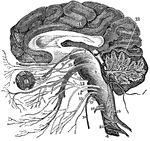 A vertical section of the cerebrum, cerebellum, and the medulla oblongata, showing the relation of the cranial nerves at their origin. Labels: 1, The cerebrum. 2, The cerebellum with its arbor vitae represented. 3, The medulla oblongata. 4, The spinal cord. 5, The corpus callosum. 6, The first pair of nerves. 7, The second pair. 8, The eye. 9, The third pair of nerves. 10, The fourth pair. 11, The fifth pair. 12, The sixth pair. 13, The seventh pair. 14, The eighth pair. 15, The ninth pair. 16, The tenth pair. 17, The eleventh pair. 18, The twelfth pair. 19, Spinal nerves. 21, The tentorium.