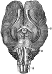 The base of brain of a horse. Labels: l, Cerebrum. 2, Ganglion of sight. 3, Cerebellum. 4, Medulla Oblongata and Spinal Cord.