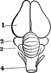In birds the hemispheres are not united as in humans; the cerebellum is proportionately larger than the medulla oblongata, and the comparative weight of the brain to the body is less than in mammals. Labels: 1, Cerebrum. 2, Optic ganglion. 3, Cerebellum. 4, Medulla oblongata.