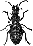 The nervous system of insects is composed primarily of a double series of ganglions united by longitudinal cords. Shown is a diagram of the nervous system of a beetle. Labels: 1, Central ganglia. 2, Nerves that connect the ganglions.