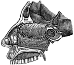 A side view of the passage of the nostrils. 4, The distribution of the first olfactory pair of nerves. 5, The fine divisions of this nerve on the membrane of the nose. 6, A branch of the fifth pair of nerves. 9, Upper jawbone and roof of the mouth.