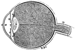 A section of the eye. Labels: 1, The sclerotic coat. 2, The cornea. 3, The choroid coat. 6, The iris. 7, The pupil. 8, The retina. 10, 11, Chambers or cavities of the eye that contain the aqueous humor. 12, The crystalline lens. 13, The vitreous humor. 15, The optic nerve. 14, 16, An artery of the eye.