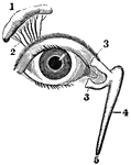 View of the lachrymal gland and nasal duct. Labels: 1, The lachrymal gland. 2, Ducts leading from the lachrymal gland to the upper eyelid. 3, The "tear points". 4, The nasal sac. 5, The termination of the nasal duct.