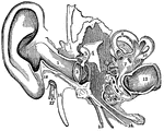 A view of all the parts of the ear, Labels: 1, The tube that leads to the internal ear. 2, The membrana tympani. 3, 4, 5, The bones of the ear. 7, The central part of the labyrinth, names the vestibule. 8, 9, 10, The semicircular canals. 11, 12, The channels of the cochlea. 13, The auditory nerve. 14, The channel from the middle ear to the throat (Eustachian tube). 15, A nerve. 16, A process. 17, The seventh pair of nerves (facial). 18, A process of the temporal bone.