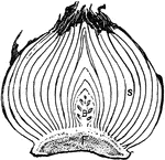 "Tulip bulb; longitudinal section. F, solid stem; B, flower bud; S, leaf-bases serving as bud-scales, and also for the storage of plant food." -Gager, 1916