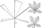 "Effect of removal of a leaflet from a palmately compound leaf (e.g. Woodbine). B, normal leaf; C, after removal of upper right-hand leaflet. A, Unbroken lines represent average normal position of leaflets; dotted lines, average position of leaflets after operation; barred line, position of leaflet removed." -Gager, 1916