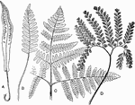 "Fern leaves, showing various degrees of subdivision or branching of the blade. A, Phyllitis; B, Polypodium; C, Pteris; D, Adiantum." -Gager, 1916
